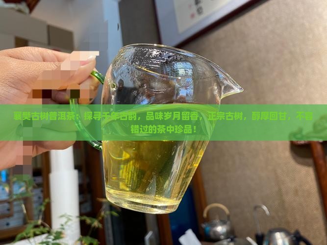 襄樊古树普洱茶：探寻千年古韵，品味岁月留香，正宗古树，醇厚回甘，不容错过的茶中珍品！