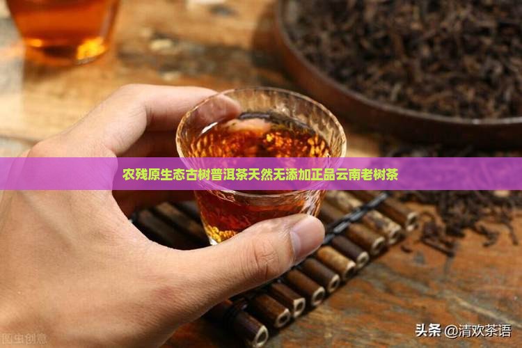 农残原生态古树普洱茶天然无添加正品云南老树茶