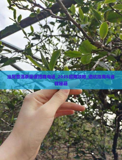 汕尾普洱茶渠道招商电话_2025招商攻略_避坑指南与省钱秘籍