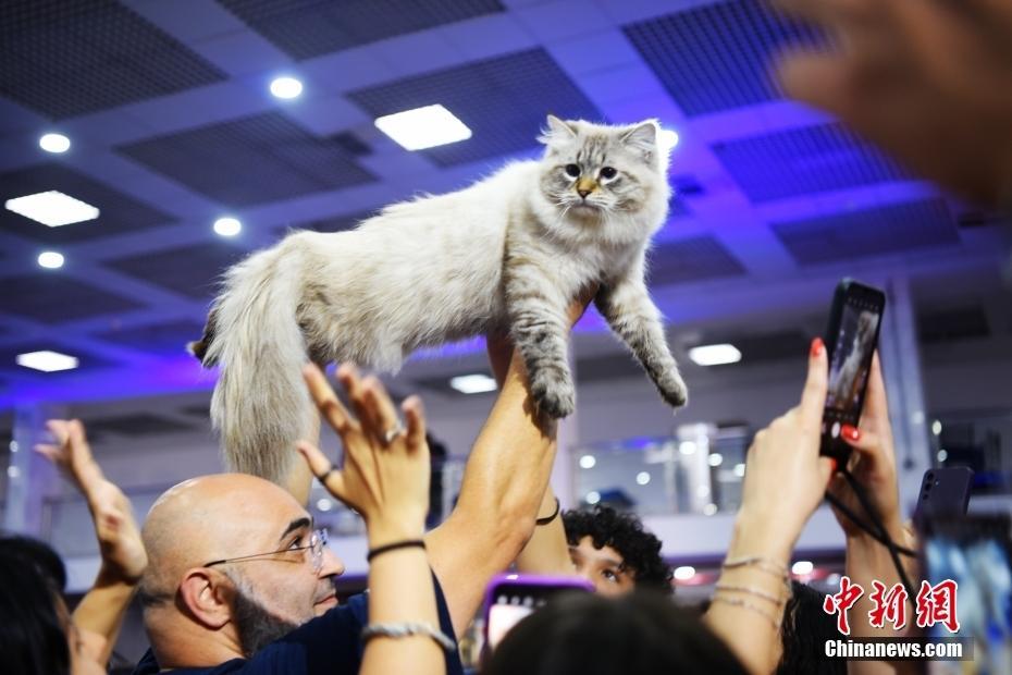 巴西：20个品种近两百位宠物猫“选美”