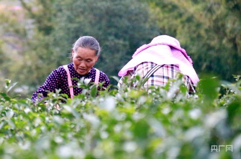江西遂川:茶业焕生机 茶香飘万里