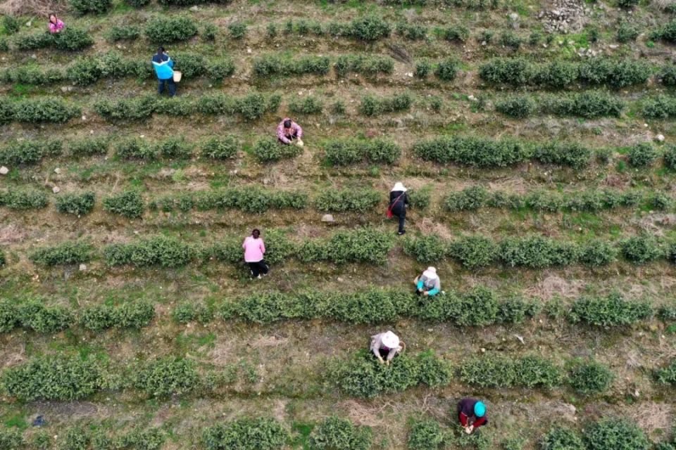 遵义余庆:5.6万亩绿茶吐新绿 茶香溢满园