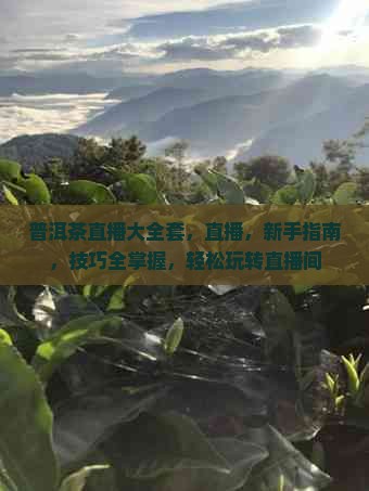 普洱茶直播大全套